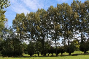 populus nigra (2) (1200 x 800).jpg_product